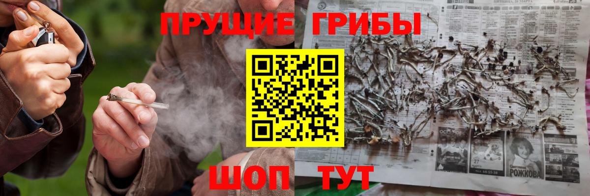 Галлюциногенные грибы Psilocybe Сокол